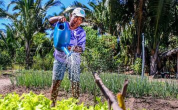 Garantia-Safra define calendário e prazos para agricultores do Piauí